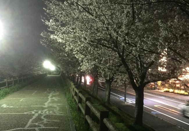 寝屋川の桜新名所