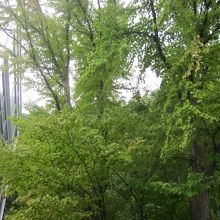 ロープウェイ山麓駅舎の脇にひっそりと成長する”夫婦カツラ”