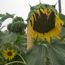 お天気も良くない夏の終わりでしたので、向日葵さんションボリ。