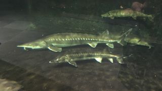 久しぶりにチョウザメが見たくて By Faran 滋賀県立琵琶湖博物館のクチコミ フォートラベル