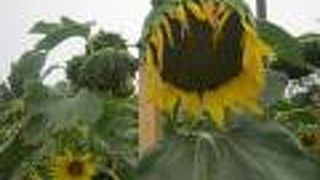 京都で始まったプロジェクトが道北の小さなPAにも！