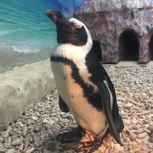 ケープペンギン