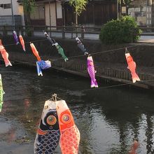 巴波川と鯉のぼり