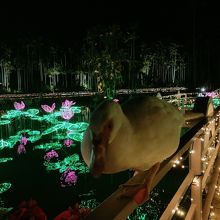 ライトアップイベント