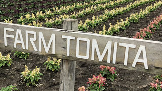 ラベンダー天国