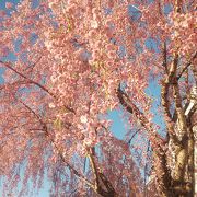 遅咲きの桜が満開