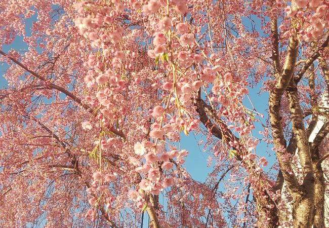 遅咲きの桜が満開