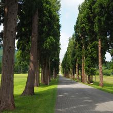 北海道らしい広々とした清々しさ。