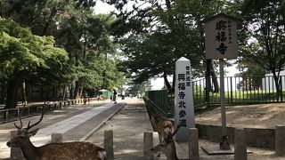 鹿と人間が共存する独特の場所