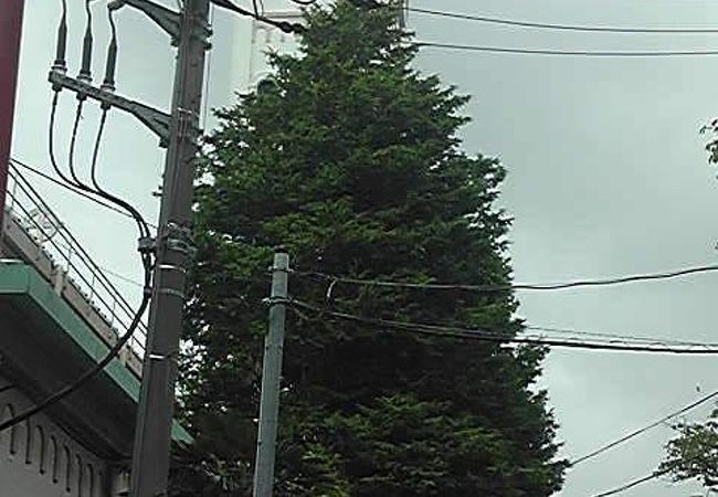 サレジオ教会 カトリック碑文谷教会 クチコミ アクセス 営業時間 学芸大学 都立大学 フォートラベル