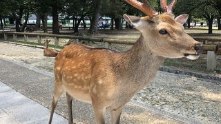 鹿がいっぱい。