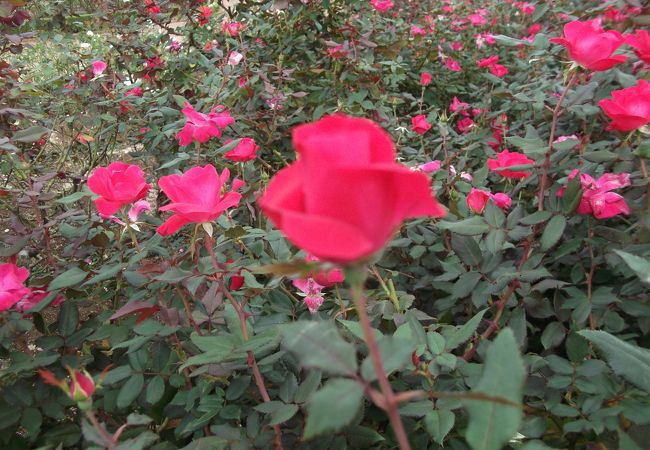 都立神代植物公園 クチコミ アクセス 営業時間 調布 狛江 フォートラベル