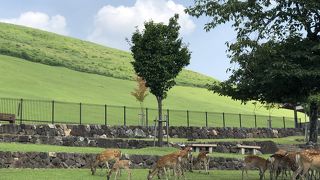 日本固有の芝の生える山