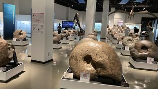 これでもかとアンモナイト