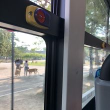 車窓からは鹿も見えました。