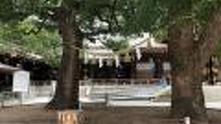 本殿手前左側の日本の楠木