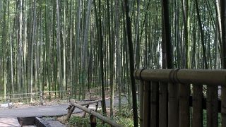のんびり歩いて、竹林の風景を楽しみました