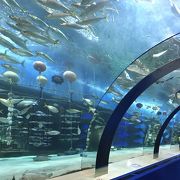 浅虫水族館 クチコミ アクセス 営業時間 浅虫温泉 フォートラベル 浅虫水族館 クチコミ アクセス 営業時間 浅虫温泉 フォートラベル