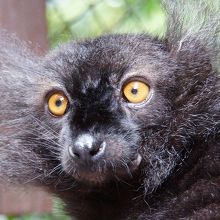 クロキツネザルと遊べる自然豊かな動物園 By ポトカン 長崎バイオパークのクチコミ フォートラベル