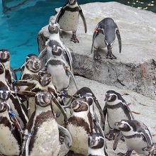 ペンギン特化でじっくりと観察できる By ポトカン 長崎ペンギン水族館のクチコミ フォートラベル