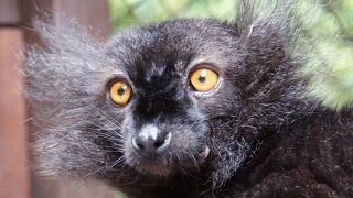 クロキツネザルと遊べる自然豊かな動物園