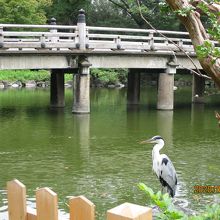 この手前あたりに大きなすっぽんに沢山の亀が乗っかっていました