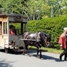 公園巡り馬車