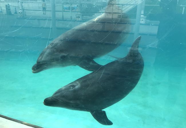イルカラグーン クチコミ アクセス 営業時間 美ら海 本部 今帰仁 フォートラベル