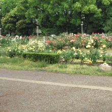 癒しの風景です