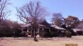 城を背景とした桜の名所