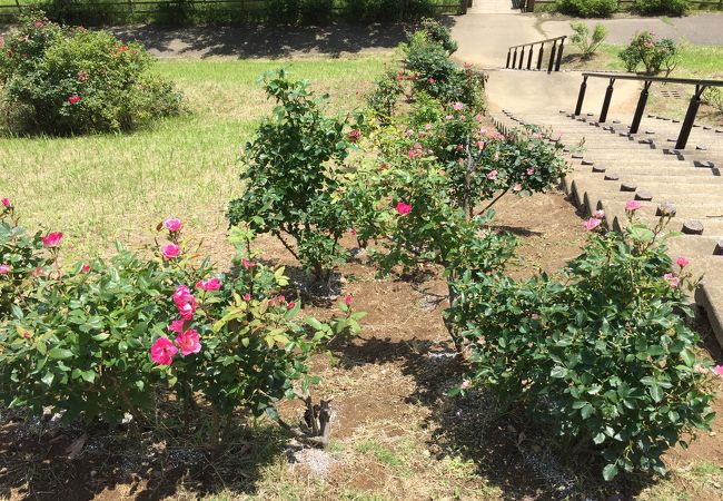 公津の杜公園 クチコミ アクセス 営業時間 成田 フォートラベル