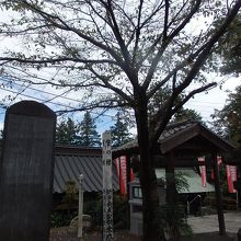 金乗院新田義貞誓の桜