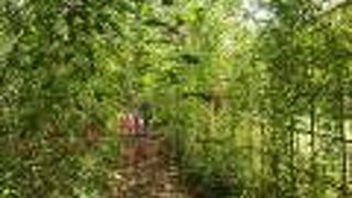 郷土の森博物館に萩とヒガンバナを見に行きました