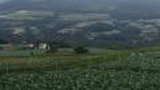 一面のキャベツ畑