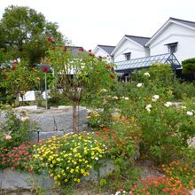 あやべバラ園、　季節の花々が手入れされてます