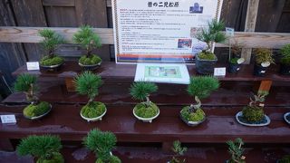 こういうところもあっていいのかな