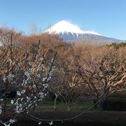 富士山と花の名所