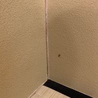 床の間に蜘蛛の巣