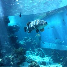 美ら海水族館水槽