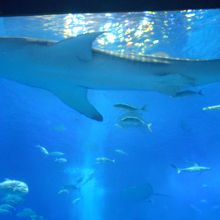 美ら海水族館「黒潮の海」ジンベイザメ