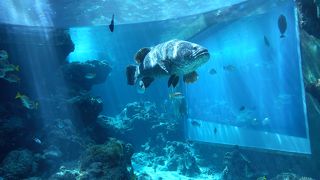 世界最大級の大水槽