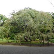 夏は青々とした桜の木