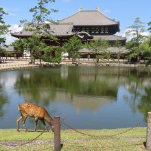 大仏殿が特別綺麗に見える