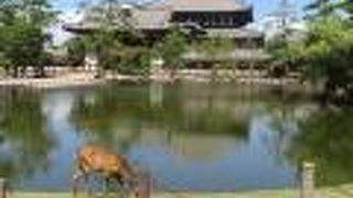 鏡池から大仏殿を望む