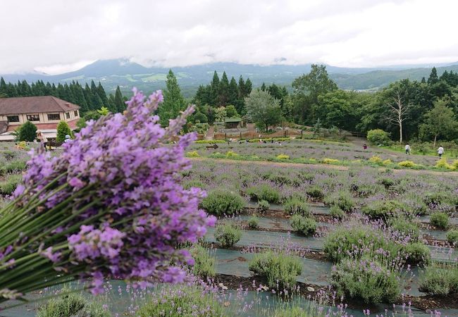 蒜山ハーブガーデンハービル クチコミ アクセス 営業時間 蒜山高原 フォートラベル