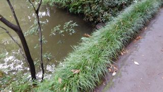 緑の草で覆われた橋