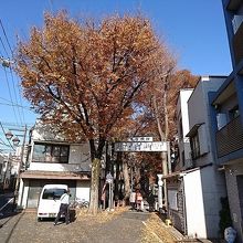 ケヤキ並木入り口