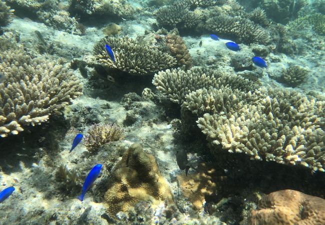 美しい珊瑚！