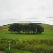 ひとつの山全体が牧草地