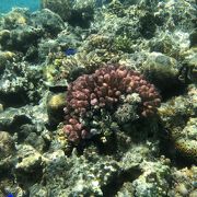美しい珊瑚！